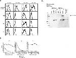 TIM-4 Antibody in Western Blot (WB)