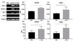 CD252 (OX40 Ligand) Antibody in Flow Cytometry (Flow)