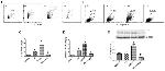 CD178 (Fas Ligand) Antibody in Flow Cytometry (Flow)