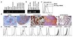 VISTA Antibody in Immunohistochemistry, Flow Cytometry (IHC, Flow)