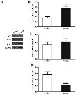 GAPDH Antibody in Western Blot (WB)