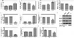 iNOS Antibody in Western Blot (WB)