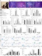 TER-119 Antibody in Flow Cytometry (Flow)