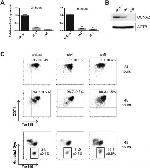 TER-119 Antibody in Flow Cytometry (Flow)