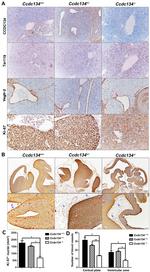 TER-119 Antibody in Immunohistochemistry (IHC)