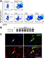 Ly-6G/Ly-6C Antibody in Flow Cytometry (Flow)