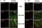 Ly-6G/Ly-6C Antibody