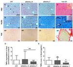 F4/80 Antibody in Immunohistochemistry (IHC)