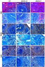 Ly-6G/Ly-6C Antibody in Immunohistochemistry (Paraffin) (IHC (P))