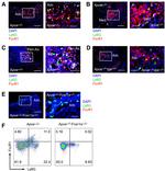 Ly-6G/Ly-6C Antibody in Flow Cytometry (Flow)