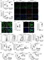 Ly-6C Antibody in Flow Cytometry (Flow)