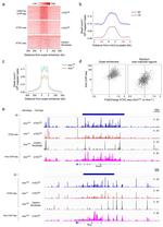 AIRE Antibody in ChIP Assay (ChIP)