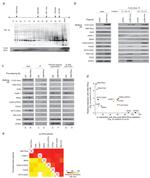 AIRE Antibody in Western Blot (WB)