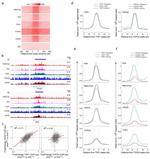 AIRE Antibody in ChIP Assay (ChIP)