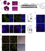 GHSR Antibody in Immunocytochemistry (ICC/IF)