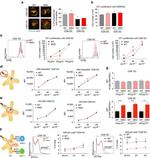 MHC Class I (H-2Kb) Antibody in Flow Cytometry (Flow)