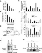 AID Antibody