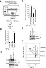 AID Antibody in Western Blot, Immunoprecipitation (WB, IP)