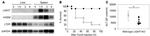 CD270 (HVEM) Antibody in Western Blot (WB)