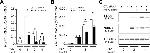 Nur77 Antibody in Western Blot (WB)