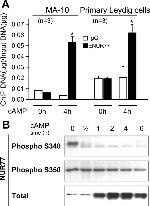 Nur77 Antibody in Western Blot (WB)