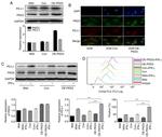 CD274 (PD-L1, B7-H1) Antibody in Flow Cytometry (Flow)