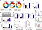 MHC Class I (H-2Db) Antibody in Flow Cytometry (Flow)