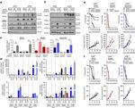 MHC Class I (H-2Db) Antibody in Flow Cytometry (Flow)