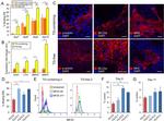 Myosin 4 Antibody in Flow Cytometry (Flow)