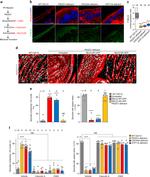 Myosin 4 Antibody in Immunocytochemistry (ICC/IF)