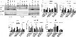 p21 (WAF1, Cip1) Antibody in Western Blot (WB)