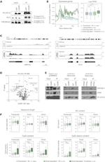 V5 Tag Antibody in Western Blot, Immunoprecipitation (WB, IP)