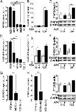 RASSF1A Antibody in Western Blot (WB)