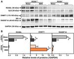 RASSF1A Antibody in Western Blot (WB)