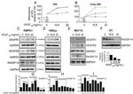 RASSF1A Antibody in Western Blot (WB)