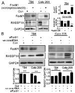 RASSF1A Antibody in Western Blot (WB)