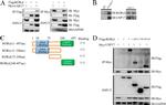 ROR gamma (t) Antibody in Western Blot (WB)