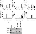 ROR gamma (t) Antibody in Western Blot (WB)