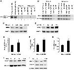 ROR gamma (t) Antibody in Western Blot (WB)