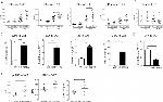 IL-2 Antibody in Flow Cytometry (Flow)