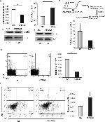 IL-4 Antibody in Flow Cytometry (Flow)