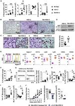 IL-5 Antibody in Neutralization (Neu)