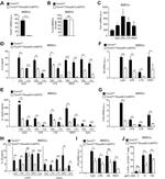 IL-1 beta Antibody in ELISA (ELISA)