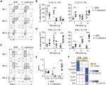 IL-22 Antibody in Flow Cytometry (Flow)