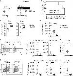 IL-22 Antibody in Flow Cytometry (Flow)