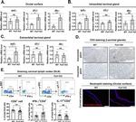 CD4 Antibody in Flow Cytometry (Flow)