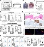 IFN gamma Antibody in Flow Cytometry (Flow)