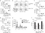 IFN gamma Antibody in Flow Cytometry (Flow)