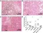 FOXP3 Antibody in Immunohistochemistry (IHC)