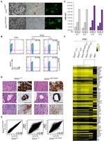 SSEA1 Antibody in Flow Cytometry (Flow)